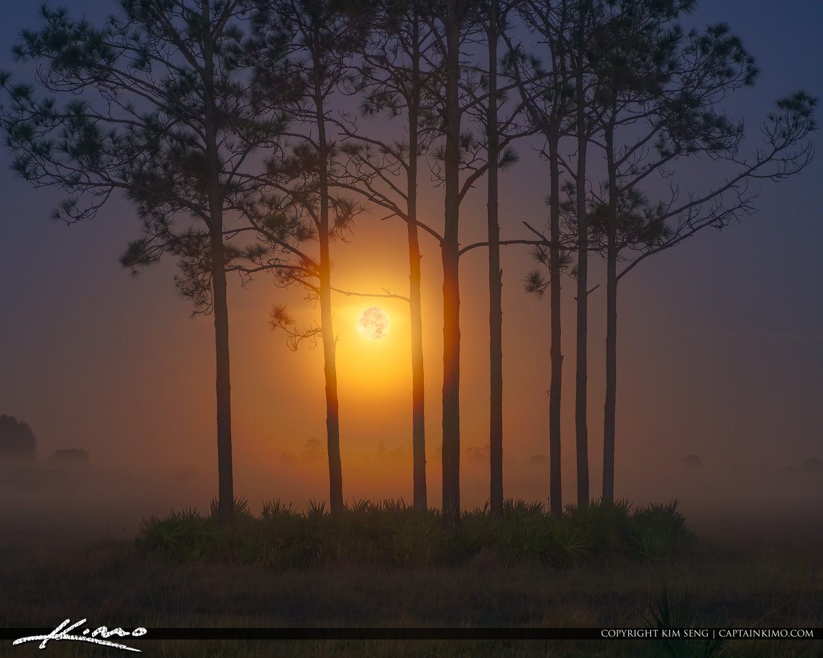 Captain Kimo tweet media