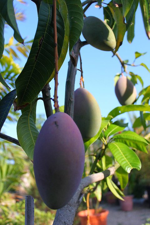 BotanicCullera's tweet image. En Botànic Cullera disponemos de un extenso catálogo de plantas y frutales tropicales; aguacates, chirimoyas, guayabos, mangos, nueces de macadamia...
Para tu plantación agrícola o simplemente para tu campo o jardín no dudes en consultarnos, te asesoraremos sin compromiso.