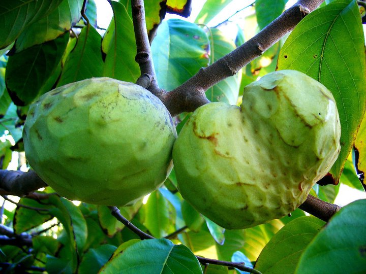 BotanicCullera's tweet image. En Botànic Cullera disponemos de un extenso catálogo de plantas y frutales tropicales; aguacates, chirimoyas, guayabos, mangos, nueces de macadamia...
Para tu plantación agrícola o simplemente para tu campo o jardín no dudes en consultarnos, te asesoraremos sin compromiso.