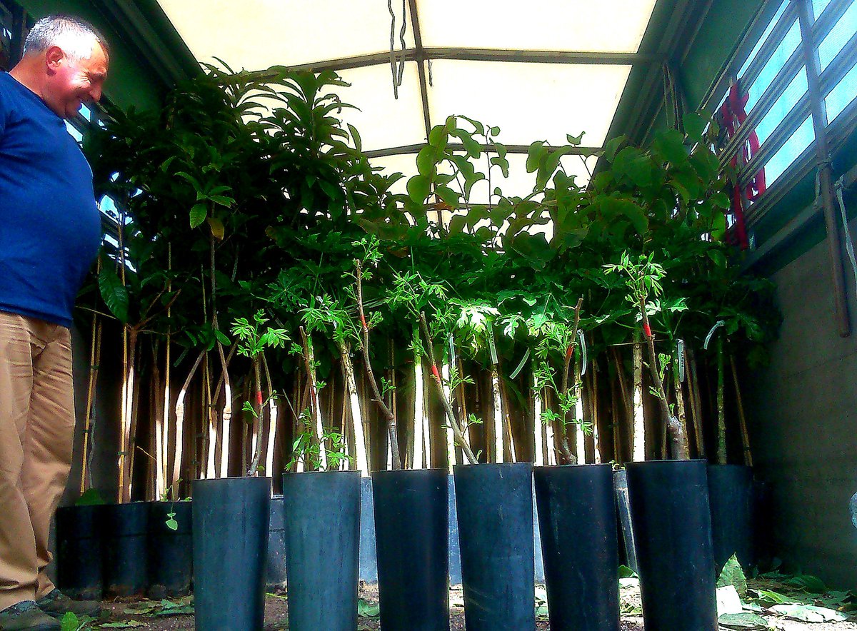 En Botànic Cullera disponemos de un extenso catálogo de plantas y frutales tropicales; aguacates, chirimoyas, guayabos, mangos, nueces de macadamia...
Para tu plantación agrícola o simplemente para tu campo o jardín no dudes en consultarnos, te asesoraremos sin compromiso.