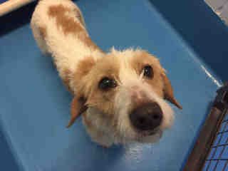 PetfindToronto's tweet photo. #DUFFERIN #LAPPIN Pls RT2unite #FOUND #DOG-12/24 #Toronto Animal Services A823843 #EAST 416-338-7539 White #Dachshund - Wirehaired mix F/?Age https://t.co/6kUCnBSDRO