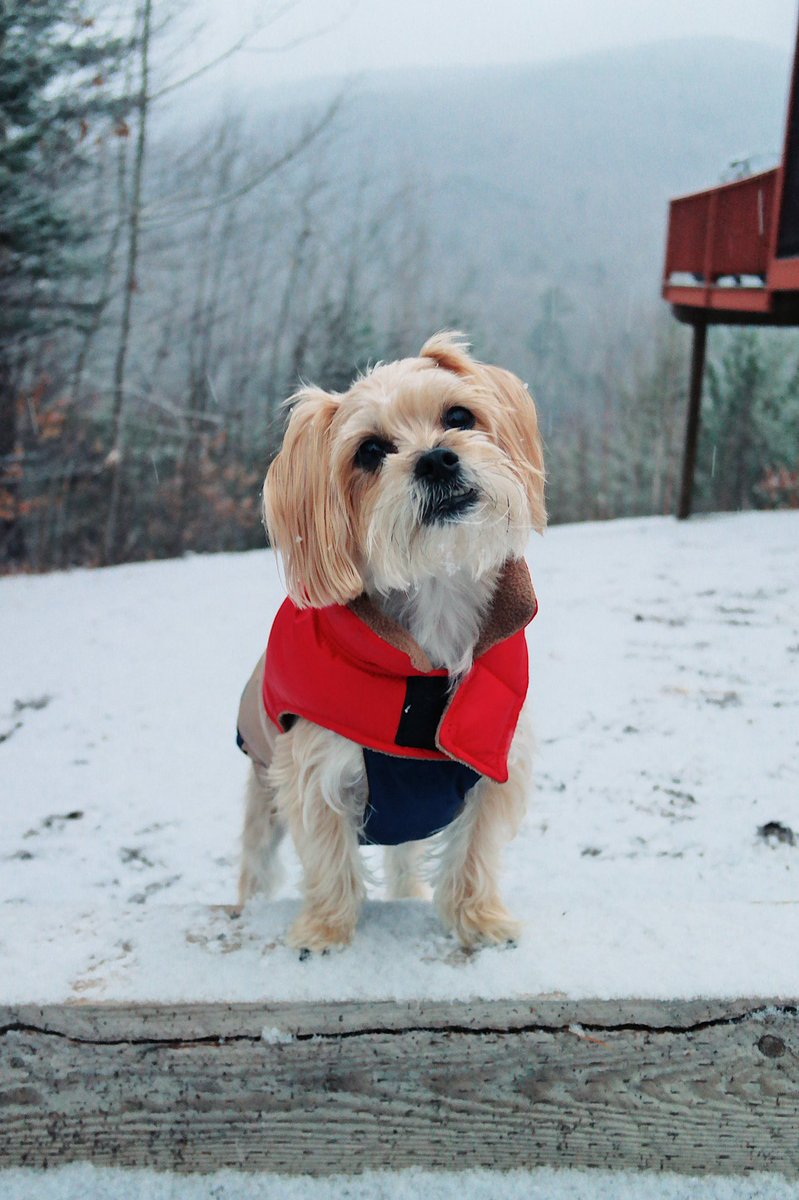 rambothepuppy's tweet photo. wouldn’t it be nice if snowflakes tasted like bacon? #ThoughtsFrom #LittleWinterRams 🐶🌨 #NewHampshire #todayfanphoto https://t.co/5T1KHkVPrX