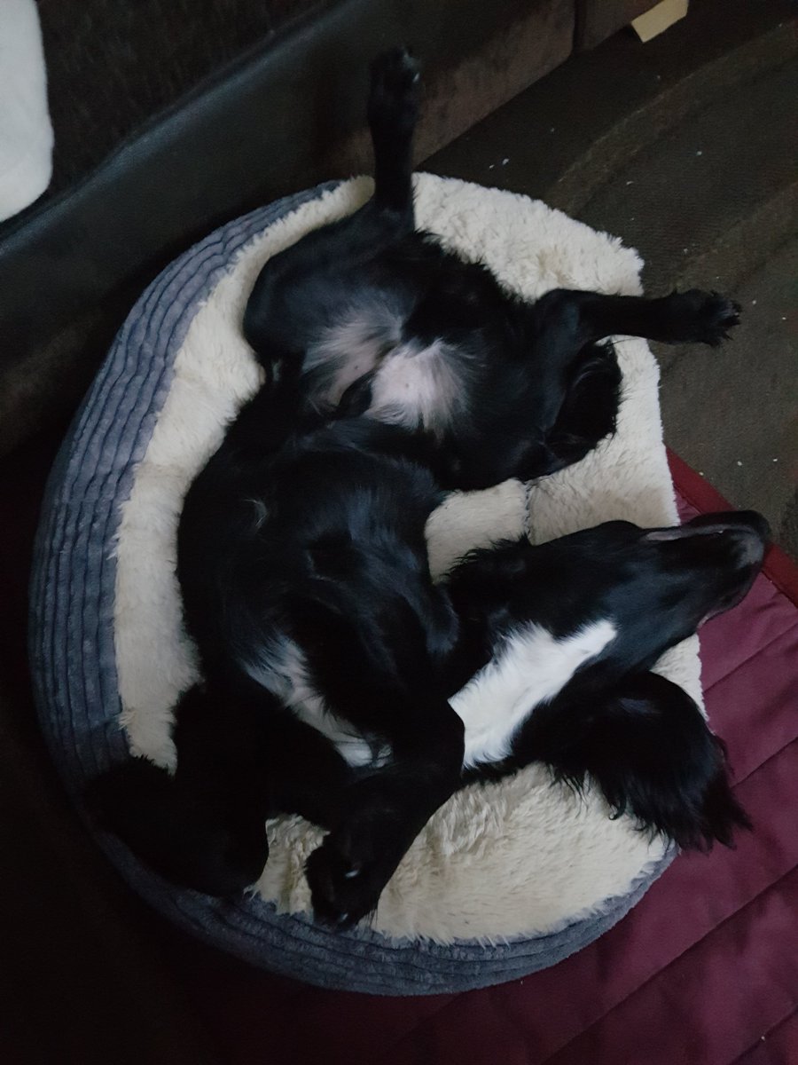 mrsbear83's tweet photo. @laura_hudson1 Snap!! 😂🐶 https://t.co/zmc3slTrj6