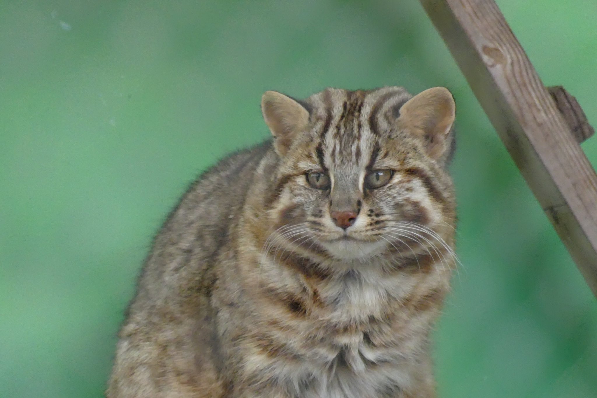あずきみかん ツシマヤマネコ とても可愛いネコ科の動物 実は絶滅の危機にあります T Co 4jurybbhbp ツシマヤマネコ 絶滅危惧種 東山動物園 東山動植物園 T Co Epe5gtplh9 Twitter