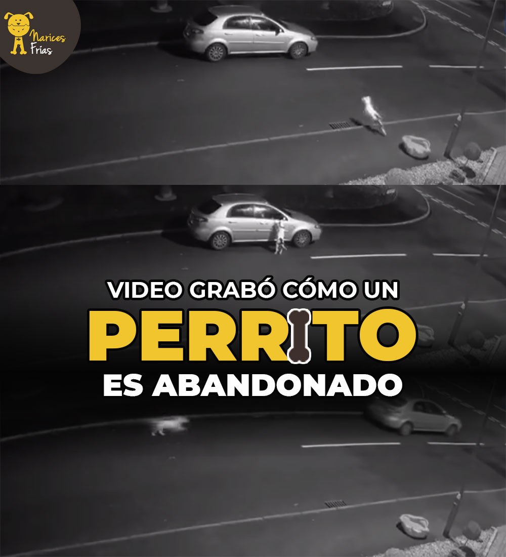 Un video muestra el desgarrador momento en que un perro es abandonado en la calle por su dueño en vísperas de la Navidad. ¿Qué sucedió? » bit.ly/despAbndona