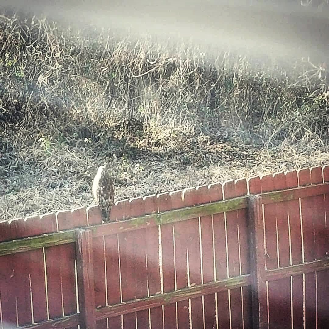 The_Chieftess's tweet image. I am so #grateful to share this photo. My beautiful friend comes to visit often, now. He reminds me that

ALL IS HERE AND WELL.

I #LOVE YOU🦅
#TheChieftess #MOTHER #WholisticHealth #cocreation #shamanism #BioscalarEnergy #scalarenergy #SchumannResonance #Gaia #spiritanimal