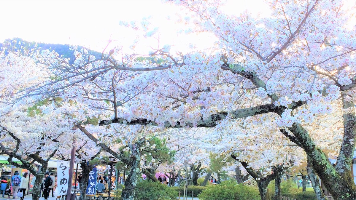 EnrichTourism's tweet photo. Don’t miss the flying elegant beauty in spring. Full cherry blossoms in Japan !
https://t.co/LbgyEWe6CQ
We are Travel Agent in Japan.
#JapanTravel #SoloTravel #LuxuryTravel #LocalExperience #Kyoto #TravelAgent https://t.co/BAqKcASGDa