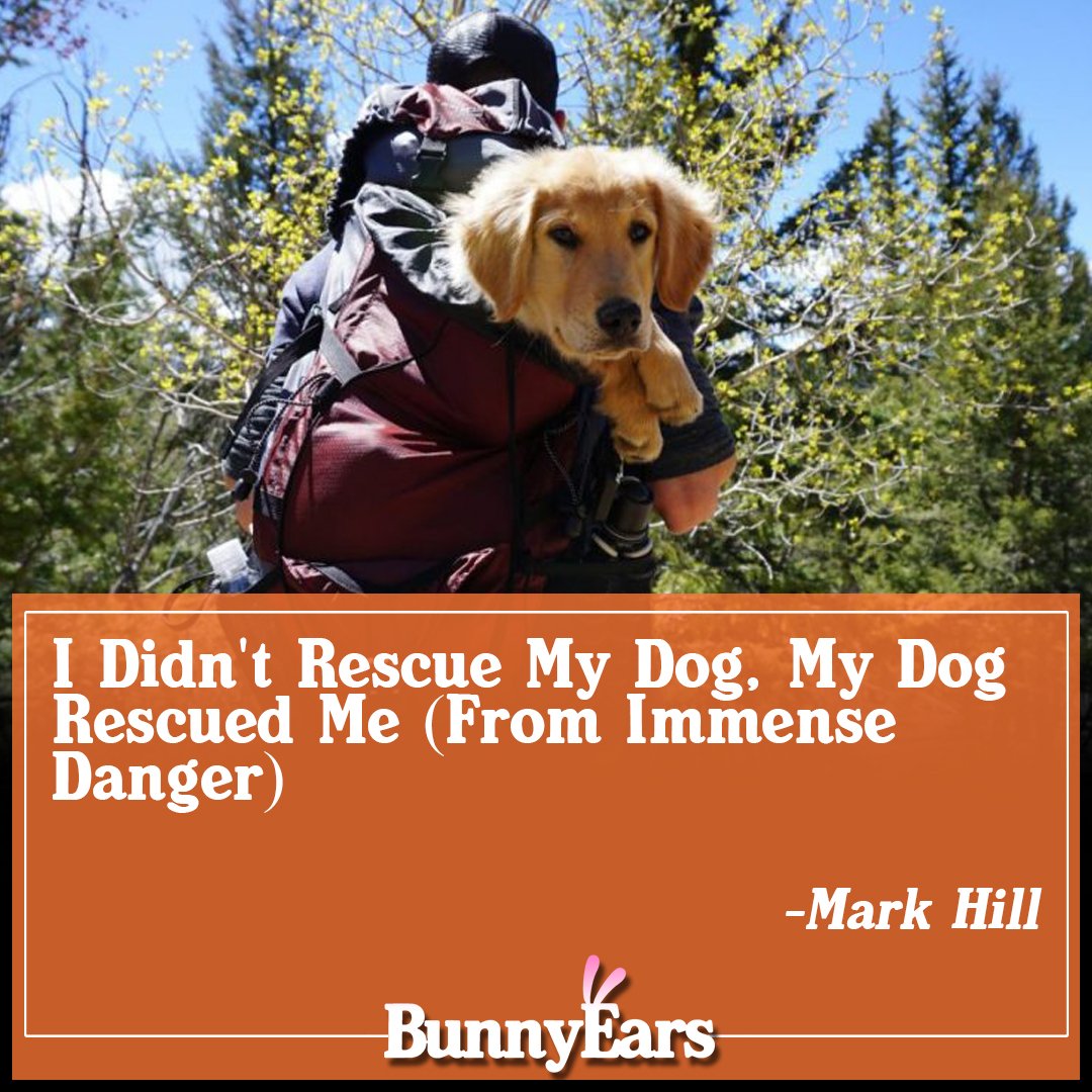 BunnyEarsWeb's tweet photo. I Didn't Rescue My Dog, My Dog Rescued Me (From Immense Danger) --via @mehil #Camping #dogs #rescuedog https://t.co/15emzZKIhk https://t.co/RQOup6rNbC