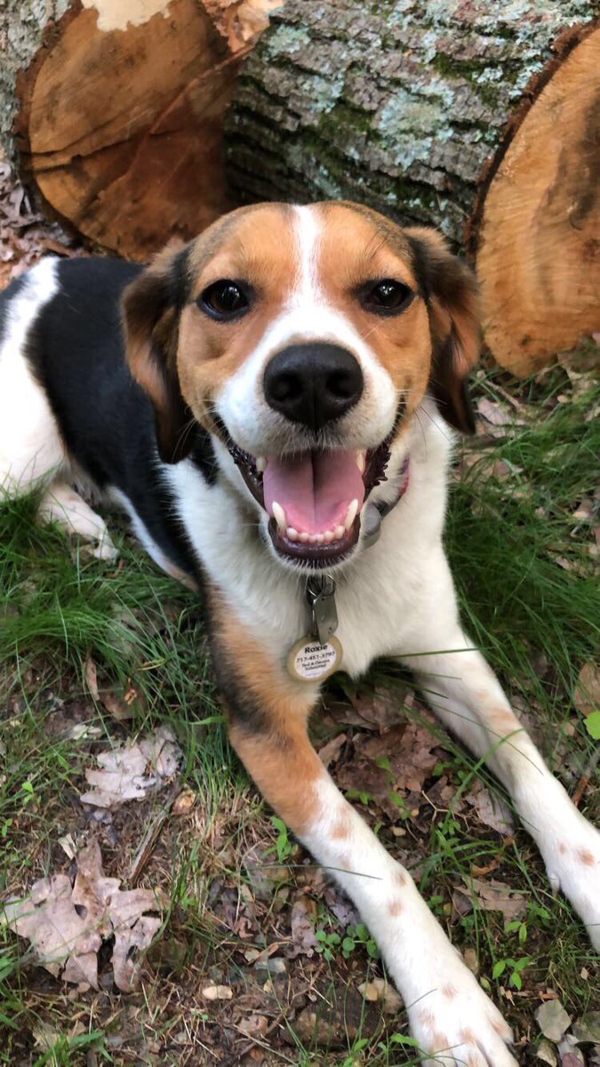 SchmittelMariah's tweet photo. hi friends please keep a look of for my dog still, she is super shy so she might not come to you if you try and catch her. So please just let me know where you see her if you do! Her name is Roxie and I just want her to come home.. https://t.co/SHNGD6I4Vp