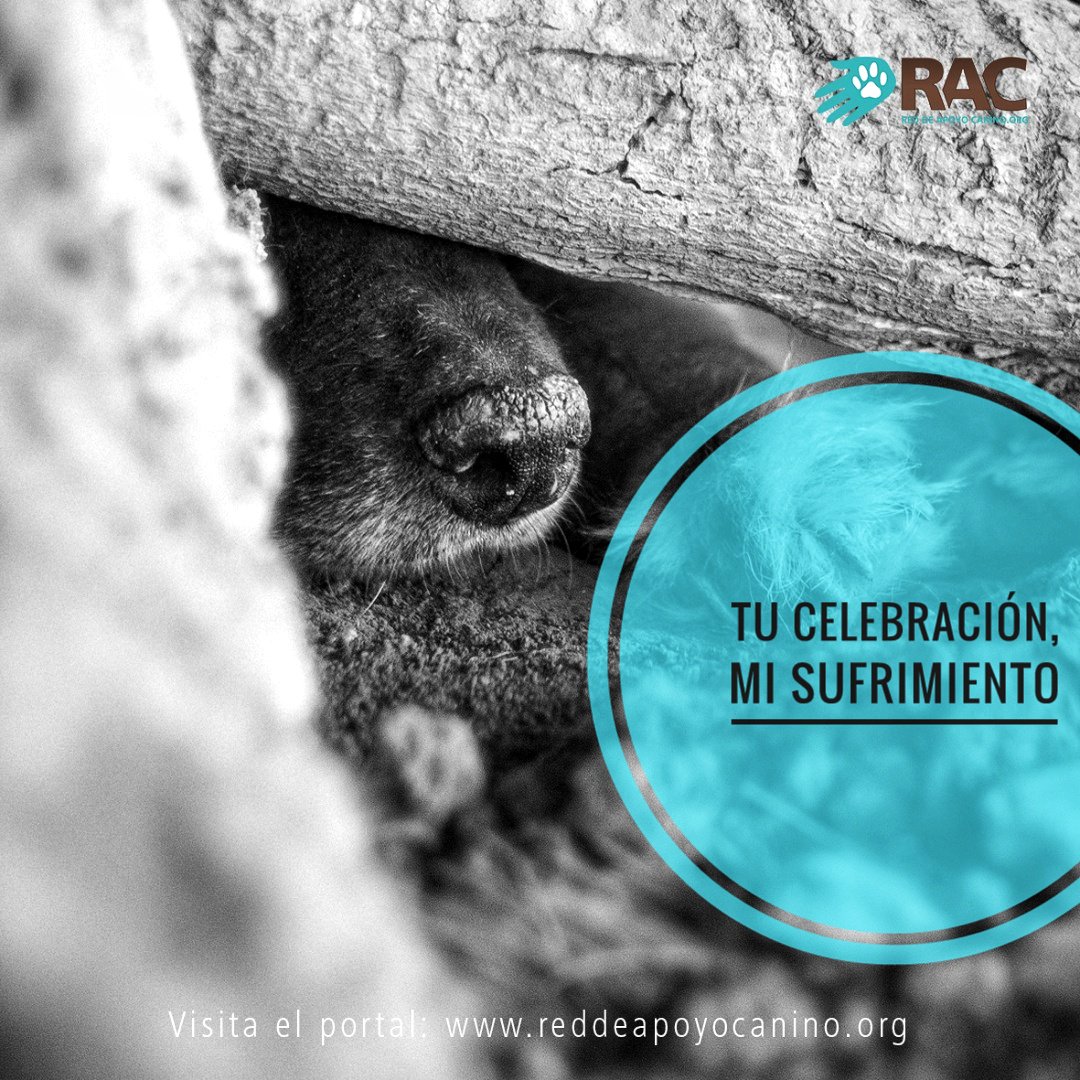 apoyocanino's tweet photo. Que tu celebración no sea sinónimo de sufrimiento... #DileNoALaPirotecnia y entérate de cómo puedes proteger a tu mascota estas #Navidades: https://t.co/FlRDG44mIA