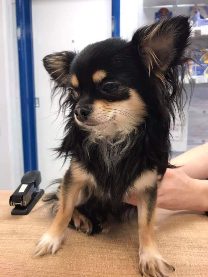 #founddog  Found on DODWORTH ROAD area #BARNSLEY #S70 UK
NOT chipped 😣 m.facebook.com/story.php?stor…
Now at ABBEY VETS 
Recognise plz ?