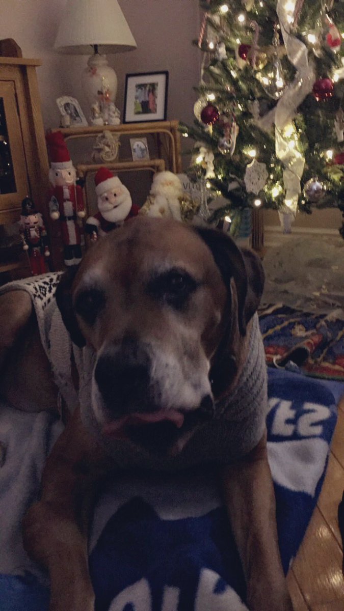 skinnybitch_ang's tweet image. ❤️Moose❤️🎄❤️