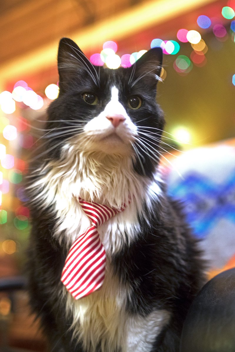 FDNMcity's tweet photo. It’s pretty quiet today in the newsroom due to the void of post-Christmas events and missing reporters. Good thing my cat Carlos has plenty of holiday cheer to keep things energized. Just kidding, he’s fat and lazy, but he looks good in a tie. https://t.co/tm3pgz49n6