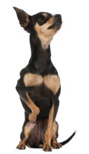 toptips_dogs's tweet photo. What to Do If Your Dog Pulled a Muscle https://t.co/l5kuj1JuPK https://t.co/D6gBY4xobF