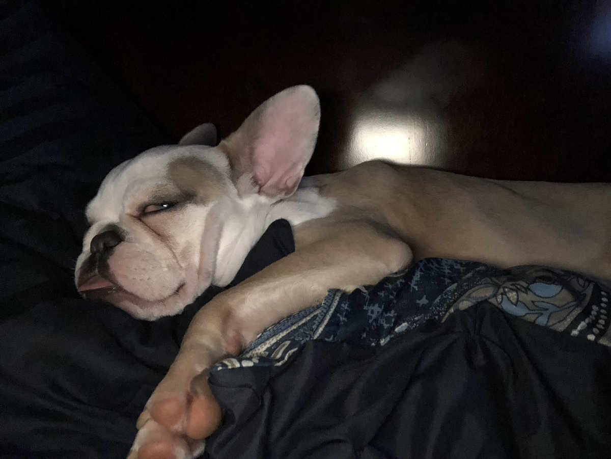 JamesCraigmyle's tweet image. Woke up from a nap to find #Grace sleeping above my head on the pillows. #frenchgirl #FrenchBulldog #dogsoftwitter #lazydays #shesleepswithhertongueout