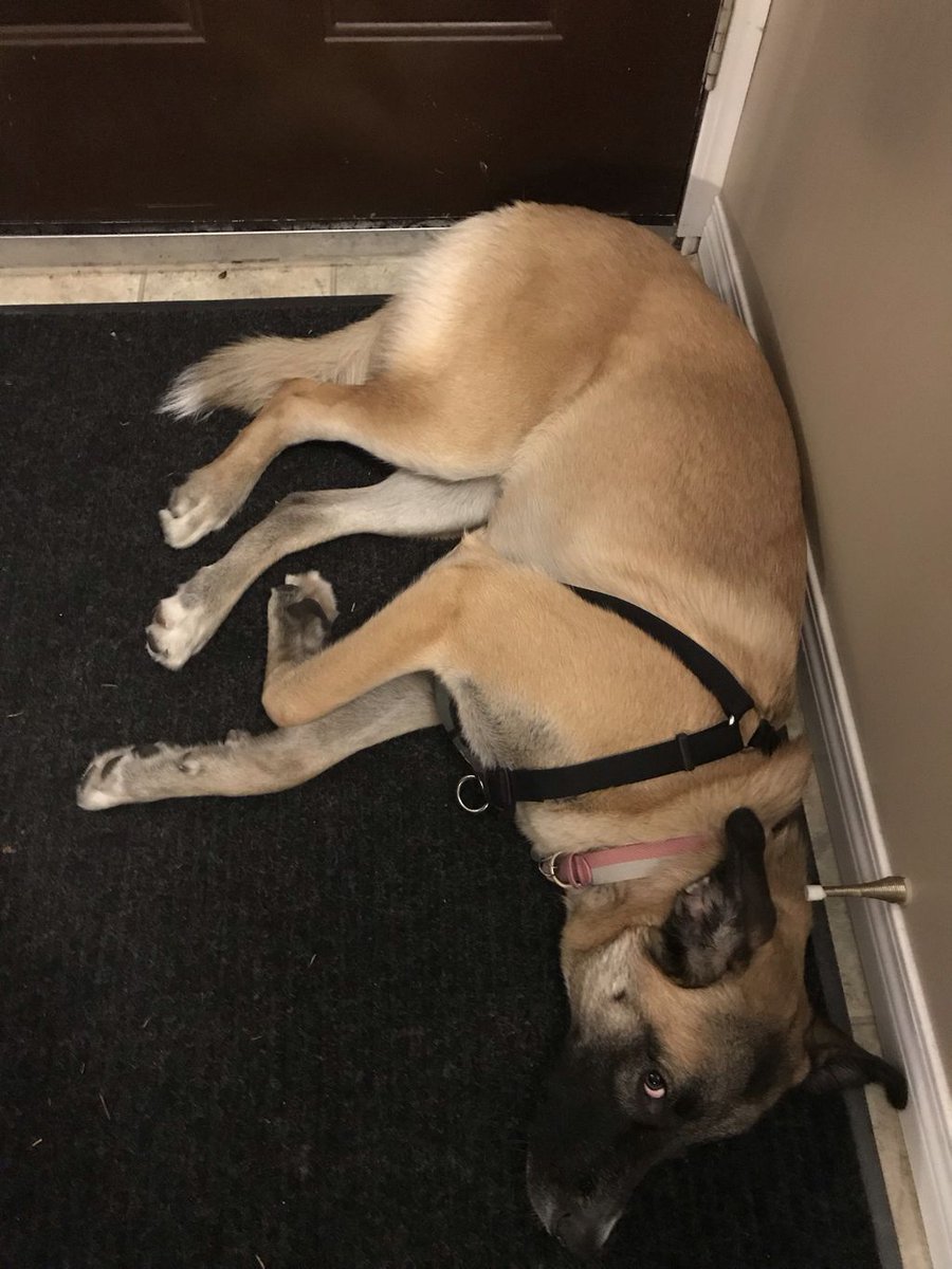 CdnShieldCarla's tweet photo. After an umpteenth dog park panic, Stella barely makes it through the door. #Stellaaa https://t.co/RchLfZhMy6