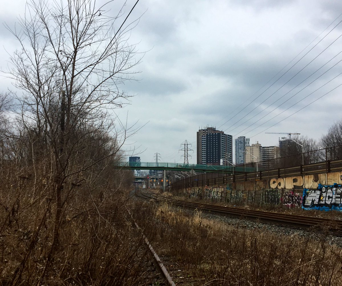 Overgrown rails near the Don River -looking south to the Riverdale pedestrian bridge. #DonValley