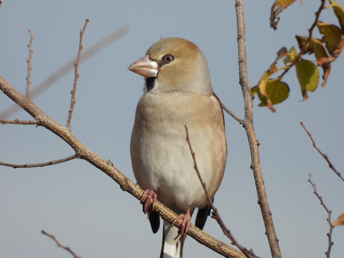 Yoshio Ichikawa シメ Hawfinch アトリ科 観察域では見かける事が少ない冬鳥 一昨年の３月以来の遭遇である １枚目の写真は 強面なシメが幾分優しげに写っていた 鳥山川12 26