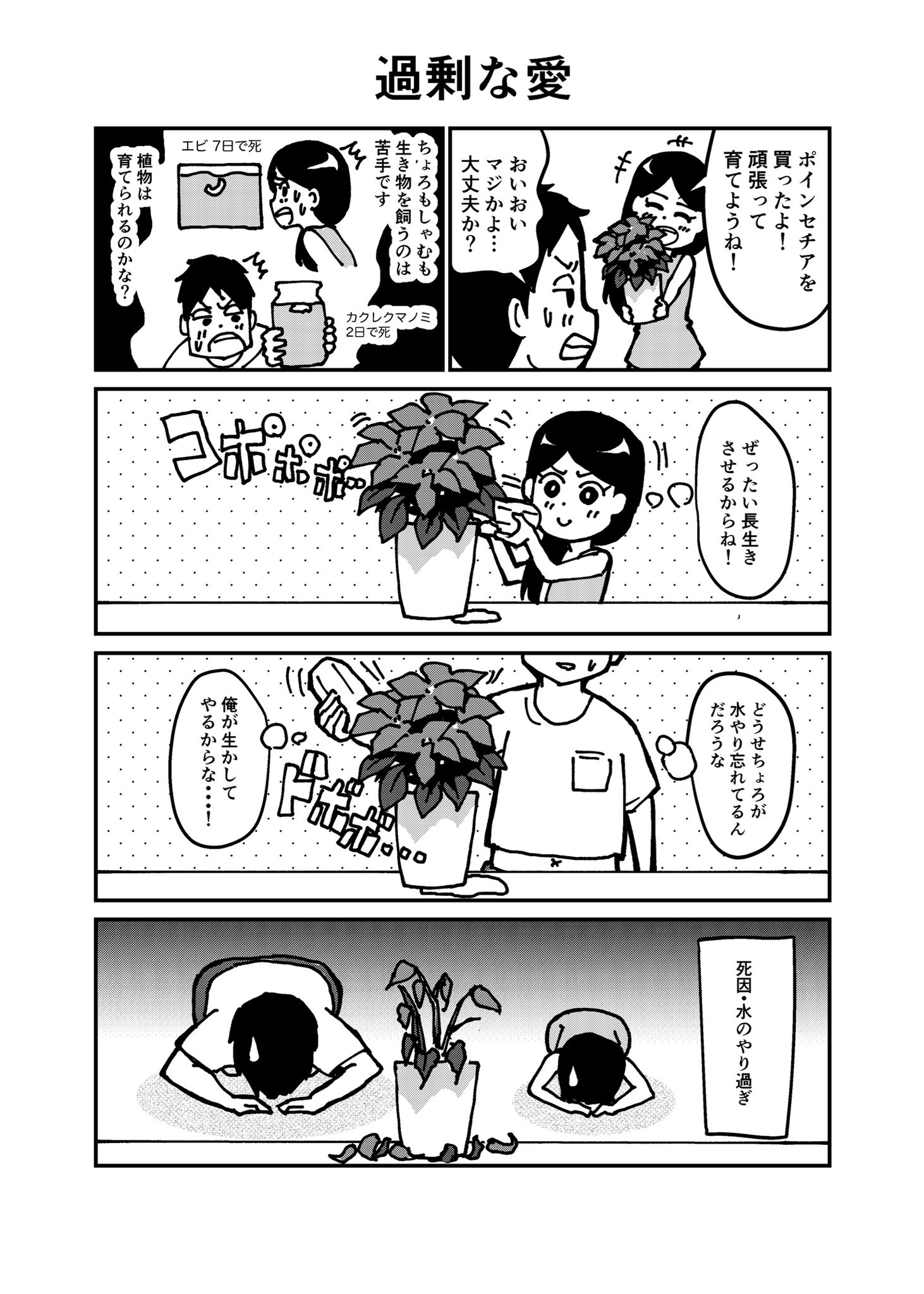 ট ইট র じゅん ポインセチアって乾燥に強く 水はあまりやらなくて良い育てやすい植物だそう Orz あと カクレクマノミをボトルアクアで飼ってはいけない ちょろとしゃむ 二人暮らし 二人暮らしあるある 役割分担って大事 ポインセチア