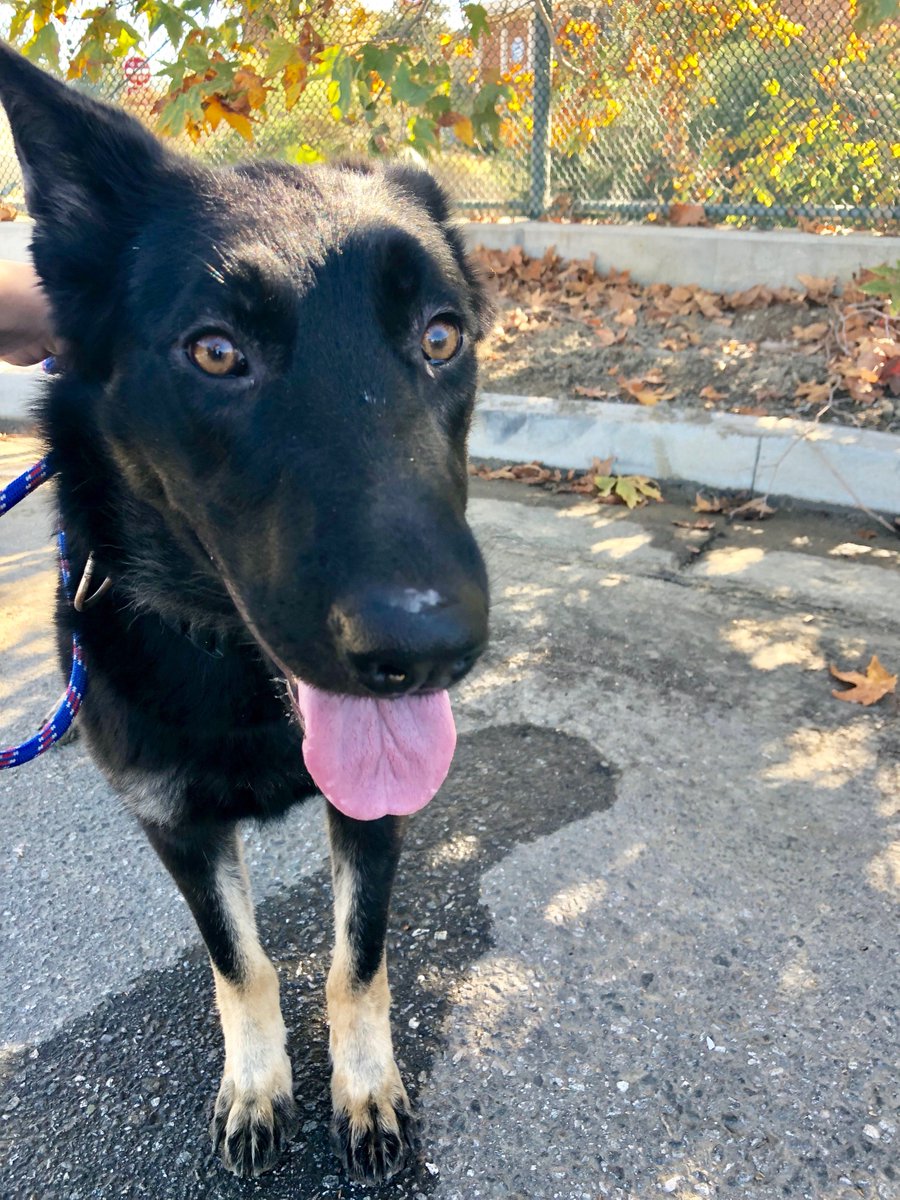 VAMC_LAPS's tweet photo. Meet Miley girl! She’s an adorable, one and half year old German Shepherd looking for a new home! She's a playful girl with the sweetest temperament. She would be great in a home with an active lifestyle and would be the perfect outdoor partner! Message if you're interested💕 https://t.co/bdxOIqZ8i8