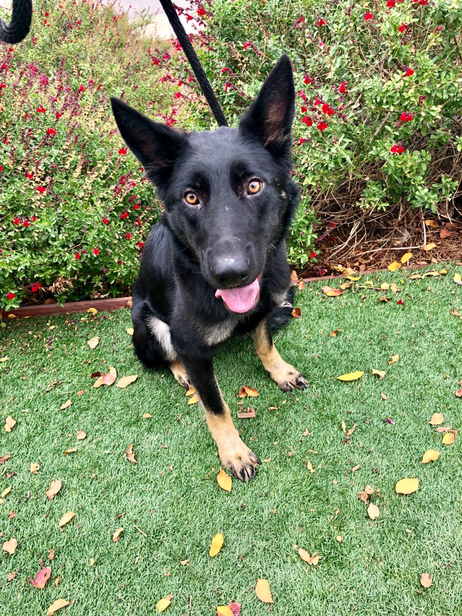 VAMC_LAPS's tweet photo. Meet Miley girl! She’s an adorable, one and half year old German Shepherd looking for a new home! She's a playful girl with the sweetest temperament. She would be great in a home with an active lifestyle and would be the perfect outdoor partner! Message if you're interested💕 https://t.co/bdxOIqZ8i8