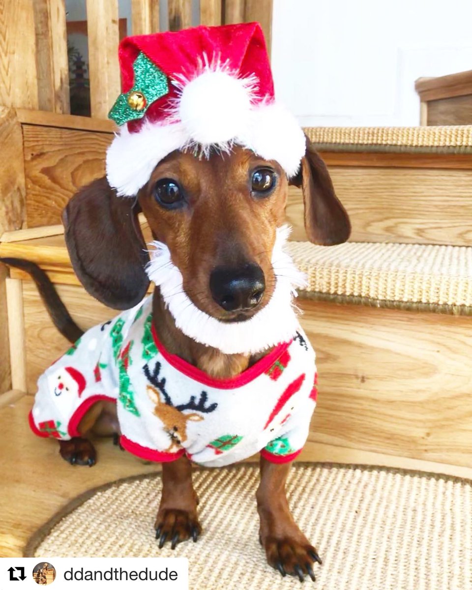 thedogsof30a's tweet photo. Merry pawsome Christmas pack! #30awwp #dogsof30a #30agetaway #30atribe #30ahomeaway #SouthWalton #Christmas2018 #AdoptDontShop in 2019 https://t.co/ARDdLVPWcq