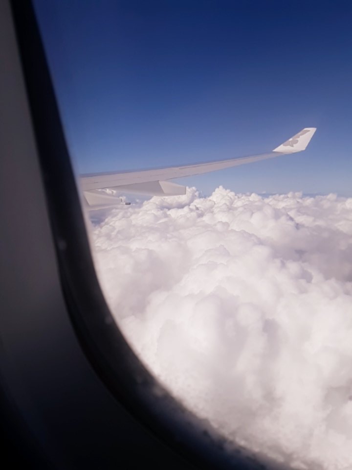 DogMod6's tweet image. Hawaii vacation