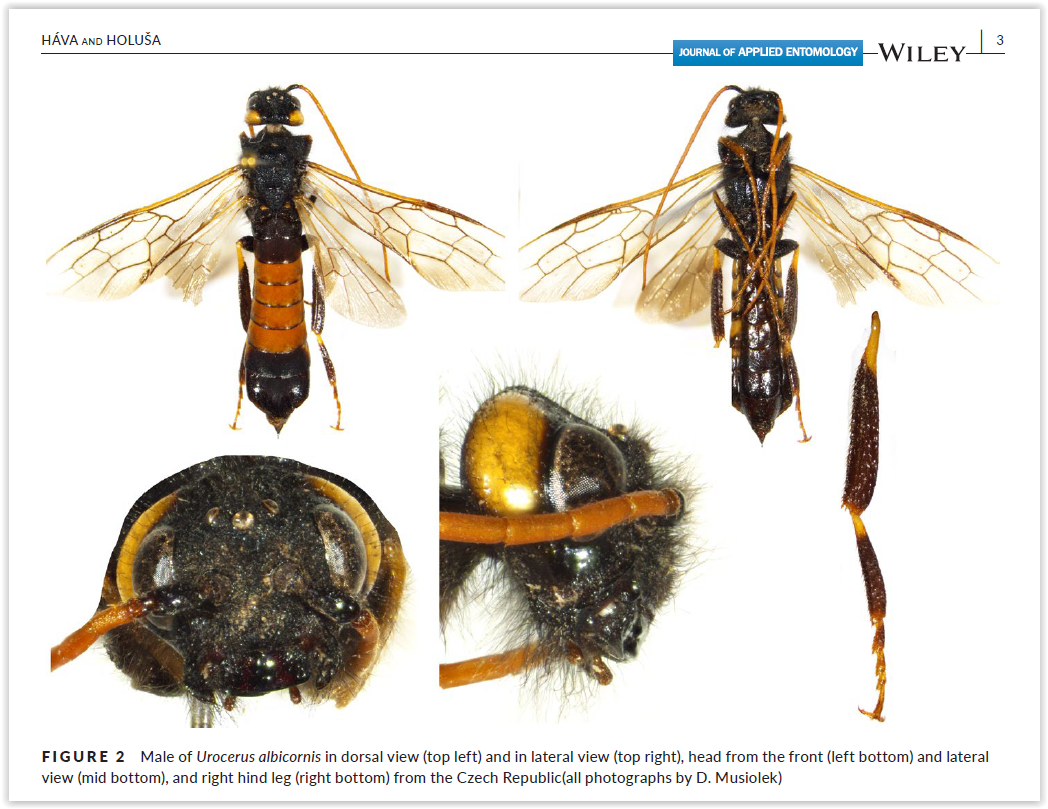 RModlinger's tweet photo. First record of one male of the #horntail #wasp #Urocerus #albicornis in the #Czechia. Current article of coleagues from #FLD #CZU in journal of applied entomology. #invasivespecies #planthealth #pest https://t.co/tXUQSykR0R