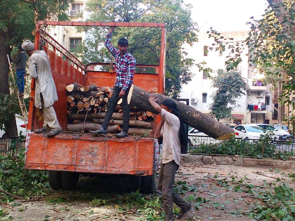 vimlendu's tweet photo. While the city has GRAP due to severe pollution, Forest Department of Govt of Delhi is upto this CRAP. In the name of pruning several trees have been chopped in Vasant Kunj, Sector A, Pocket C. Dear @ImranHussaain @ArvindKejriwal please act on this immediately. https://t.co/VgUoA8Y61i