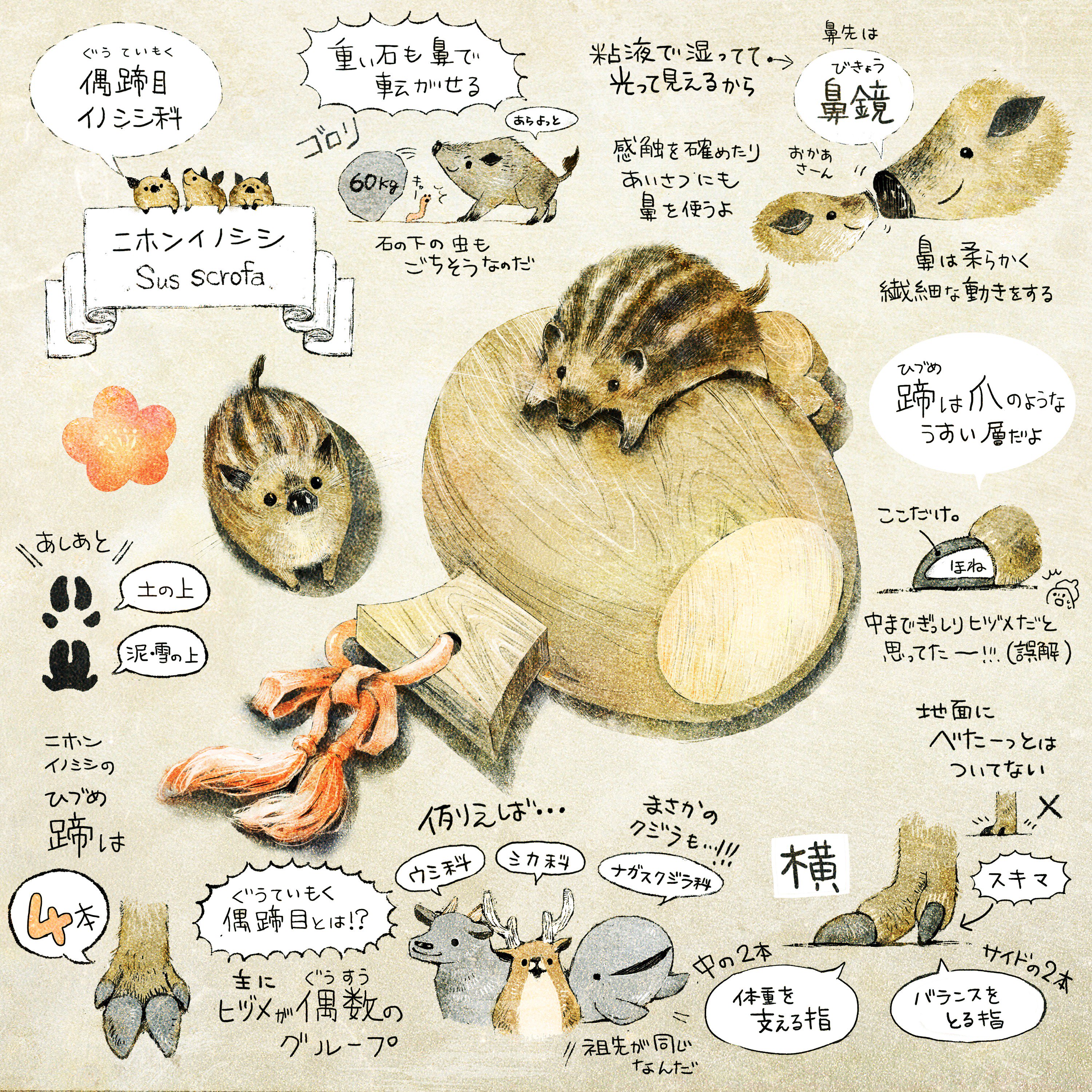 いぬい さえこ こちらは年賀絵の元となったイラスト Amp イノシシについて調べたことメモ絵です 来年がイノシシどしでよかった イノシシの魅力を深掘りするきっかけになりました イノシシ素敵 かわいい 知れば知るほど奥が深い子です