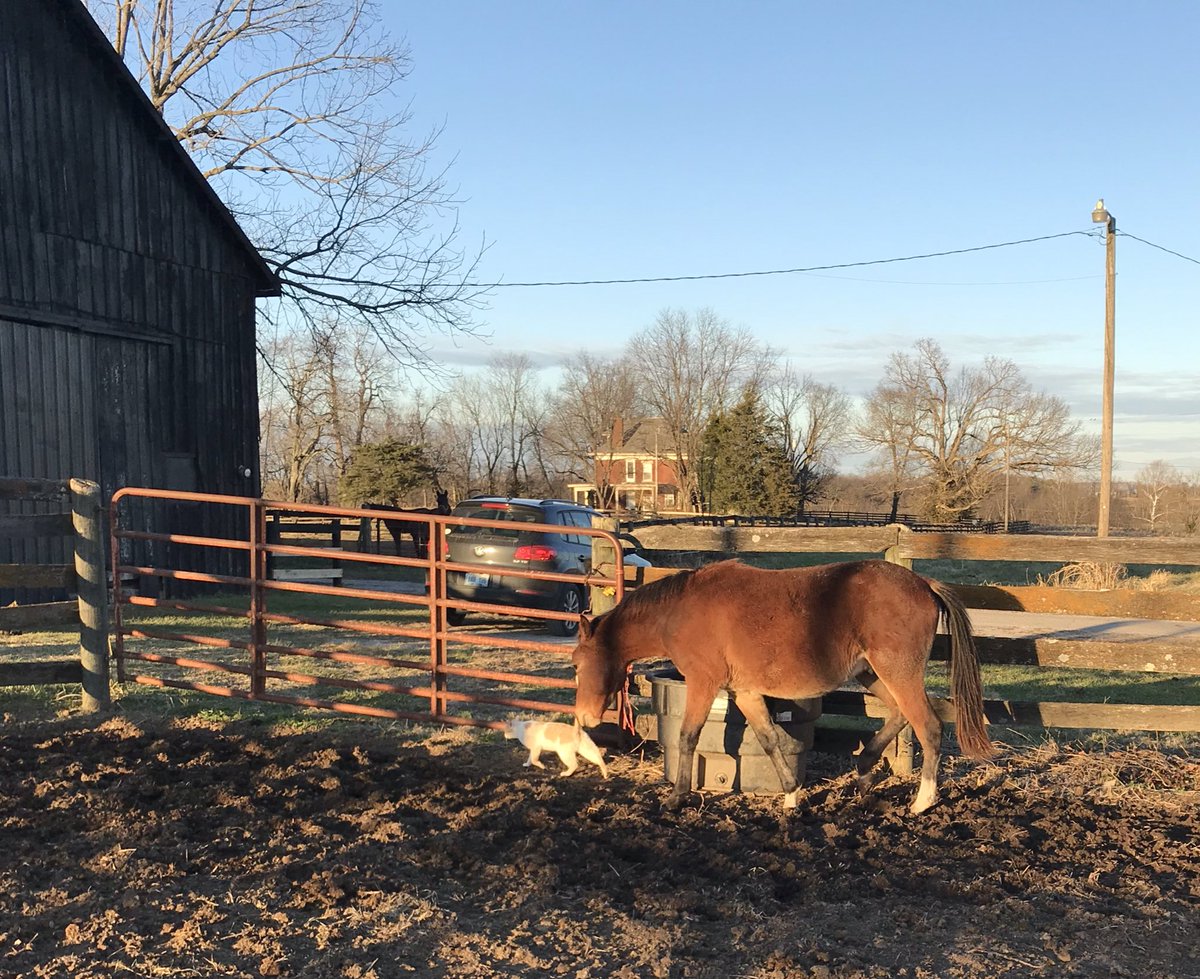 @OpUnity777 @Soulhorsetx The first day and latest photo of each of my two rescues!!  Freya, #OTTB and Chance #yearlingstandardbred ... my babies... #rescuedfromslaughter #nohorseleftbehind #safeandloved