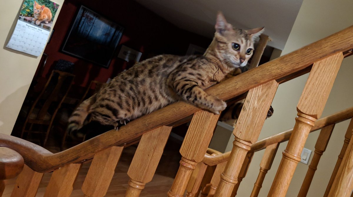 ontariobengals's tweet photo. Wheeeeeeee!  #bengalcat goes down the banister.  We have no idea what she was thinking here.  Definitely looks like fun though. #cat #funny #cute #Caturday https://t.co/qm7Ny9SMz6