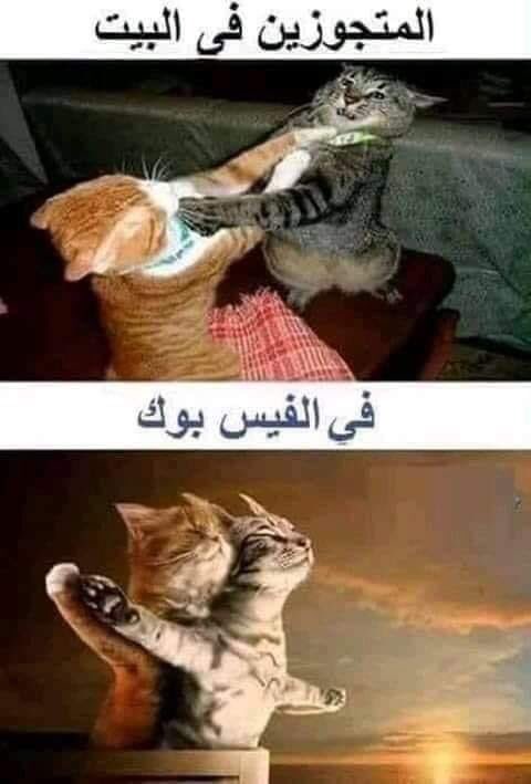 هيسم فوده (@haithamfoudaelk) on Twitter photo 