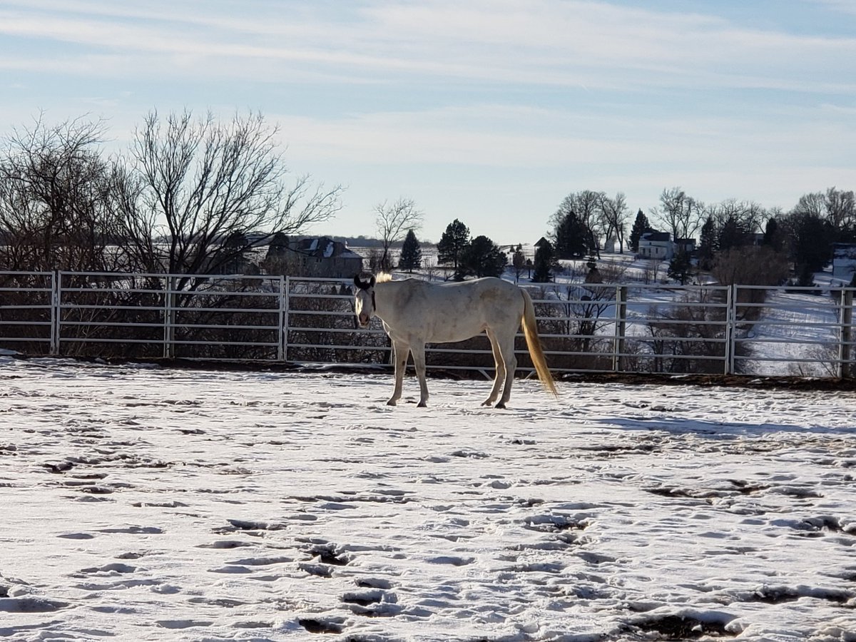 LifeFromASaddle's tweet image. She may be kind of a moose face, but shes my moose face 💙