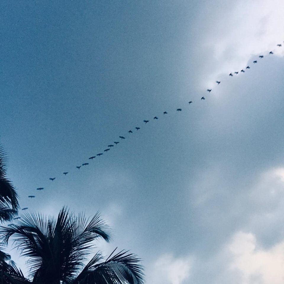 tree_monks's tweet photo. Skein in the Sky over Kavvayi Backwaters clicked by a tourist from Singapore (Hosted by Mangotree Backpackers Homestay, Payyanur) !
#treemonks #birdwatching #BirdBox #ThursdayThoughts #ThursdayMotivation #traveling #birdphotography #keralatourisms #ttot https://t.co/8F9BTIaQfq