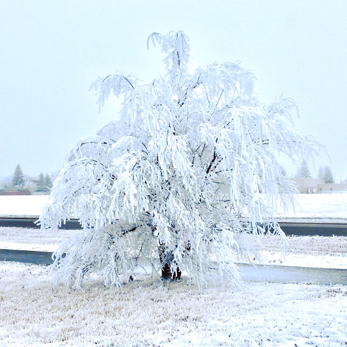 dwilapix's tweet photo. Such beauty in our world. Let’s keep it that way.❄️
#cityofregina #ipulledoverforthis #exploresask #regina #reginask #yqr #exploreregina #prairiesnorth #meanwhileincanada #meanwhileinsask #urbanpark #citypark #myworld_in_blue #sunburst #frost #rimefrost #hoarfrost #frosty #snowy https://t.co/smcPXFDMMi