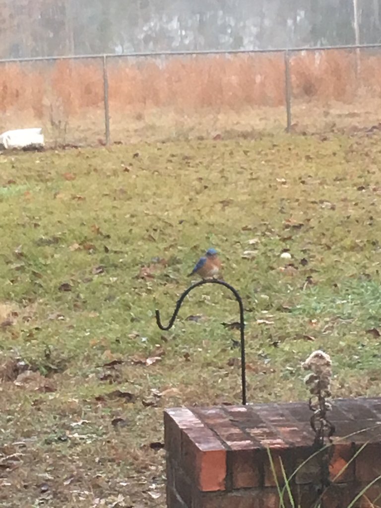 DrDisturbance's tweet photo. My 2 year old daughter is obsessed with helping me monitor a #backyardexperiment. Testing directed dispersal hypotheses reusing old pans, soil, and improvised ‘perches’. I am sooo excited that she is excited! #fortheloveofscience #womeninstem https://t.co/eV6jzpIhVQ
