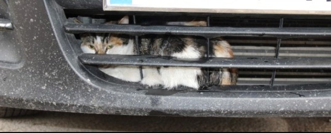 Arkadaşlar🙋🏻‍♀️
Havalar iyice soğudu yağmur ve kar şiddetini iyice arttırdı.
Can dostlarımız ısınmak için kaportaya ya da araç altlarına kaçabiliyor.
Ne olur araçlarımızı çalıştırmadan önce KONTROL EDELİM.
Evimizi açamıyorsk bile en azından KORUMAYA ÇALIŞALIM.
Onlar bize emanet.🐱🐶