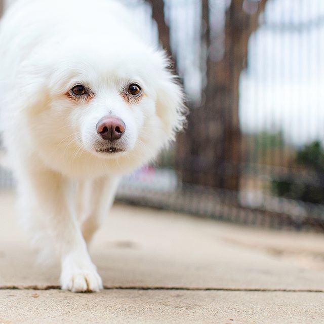 PetVetOnPatton's tweet photo. A fluffball ready to pounce ☁️
🐶: Schpoozi
#dailyfluff #boopmynose
.
.
.
.
.
#petvetonpatton #fotobycoco #asheville #ashevilledog #828isgreat #doggiedaycare #dogoftheday #livecolorfully #pupstagram #dailybarker #dogscorner #ruffpost #topdogphoto #myfriendisapet #mydogiscutes… https://t.co/DFIfuM75vU