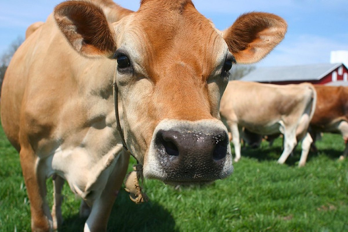 MilkPointBR's tweet photo. De onde virá o leite das gerações futuras? 🧐🐮🥛✅
https://t.co/d6V0opYBCw
#leite #milk #lácteos #produçãoleiteira #produtordeleite #atividadeleiteira #dairy #agro #pacuária https://t.co/H7uDYKYA5V