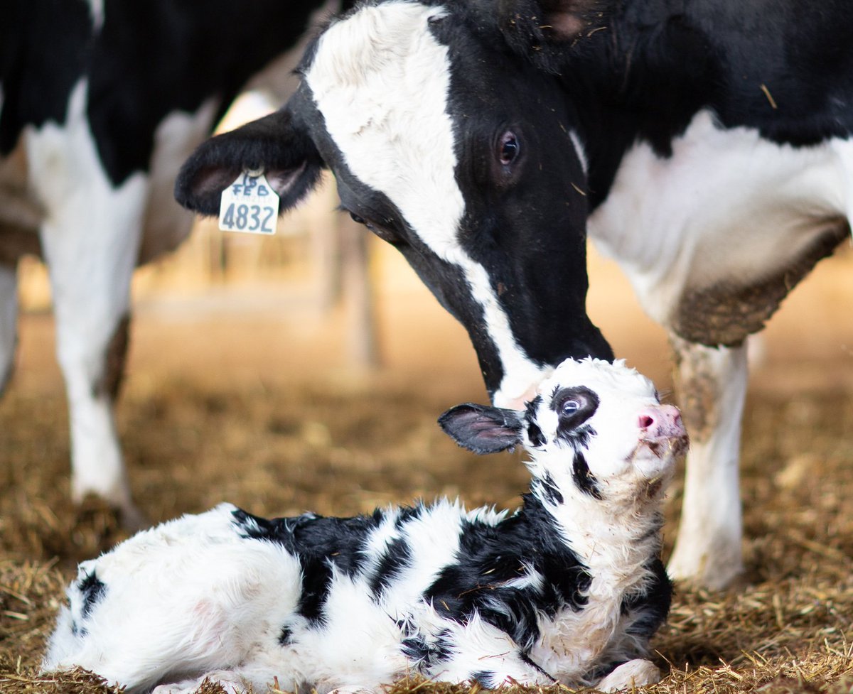 Fresh as a daisy on a cool winter day #CanDairy #cdnag #JFMCalves