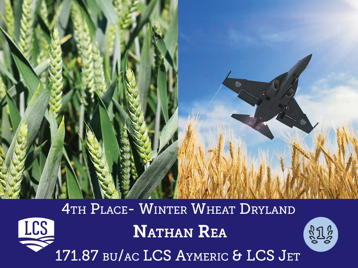 LimagrainWheat's tweet image. Congratulations to @nathanrea for winning 4th place in the Winter Wheat Dryland- National Wheat Yield Contest. Nathan yielded 171.87 bu/ac with LCS Aymeric and LCS Jet blend!
Find your LCS variety at limagraincerealseeds.com/lcs-seed/