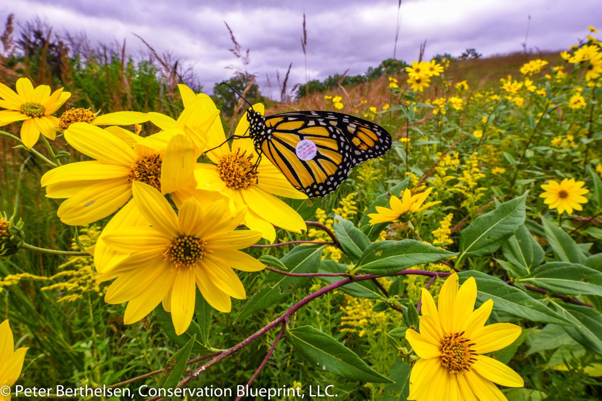 ConserBlueprint's tweet photo. Great #pollinator habitat needs to be designed, applied & managed with a well-developed plan. Start planning your 2019 pollinator #habitat efforts now.
We can help design the habitat components to meet your project objectives.
#ConservationBlueprint
#Monarch
#HoneyBees https://t.co/tTVcmzDaJB