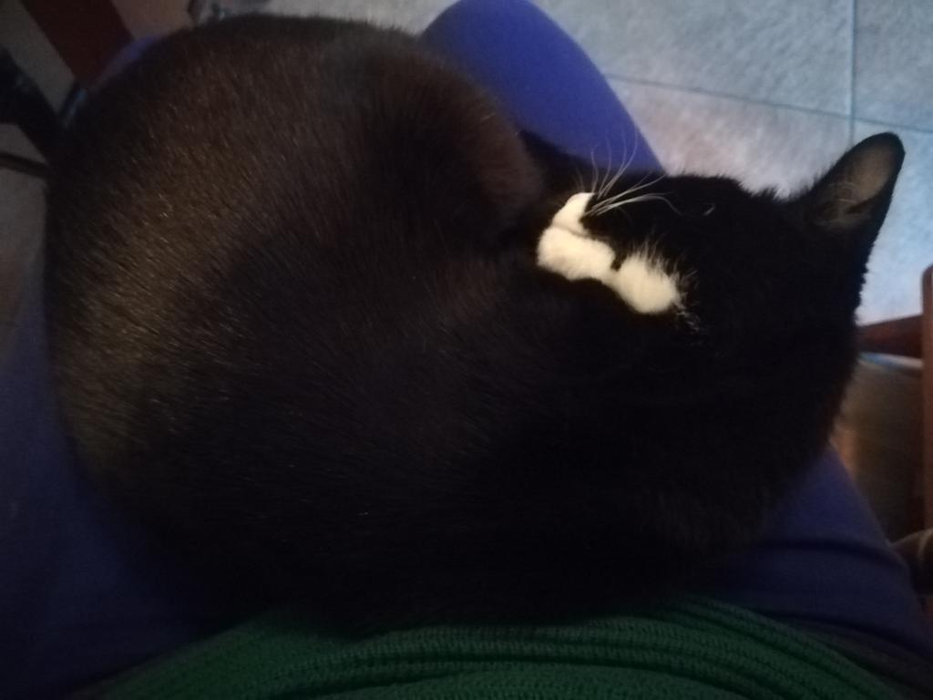 gaydarke's tweet image. When you've got kimchi to make but Basil's comfy. Happy New Year!
#catworldproblems #fermenting #fermentingsoonanyway #alsoneedawee