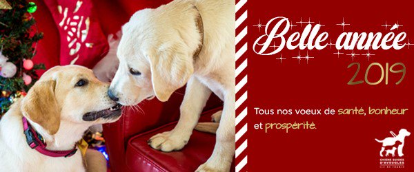 Chiens Guides IDF tweet media