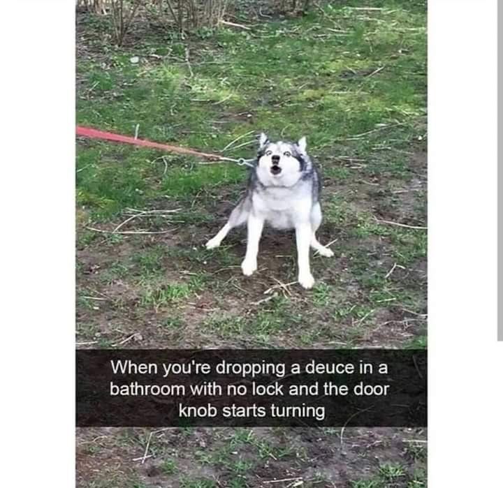 Trenduso Not Good T Co O3ysy0yerf Dog Dogs Husky Poop Relatable Funny Lol Rofl Lmao Lmfao Haha Meme Memes T Co Albtelrfbm Twitter