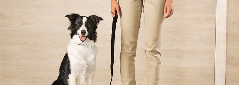 Petsmart Santa Cruz tweet media