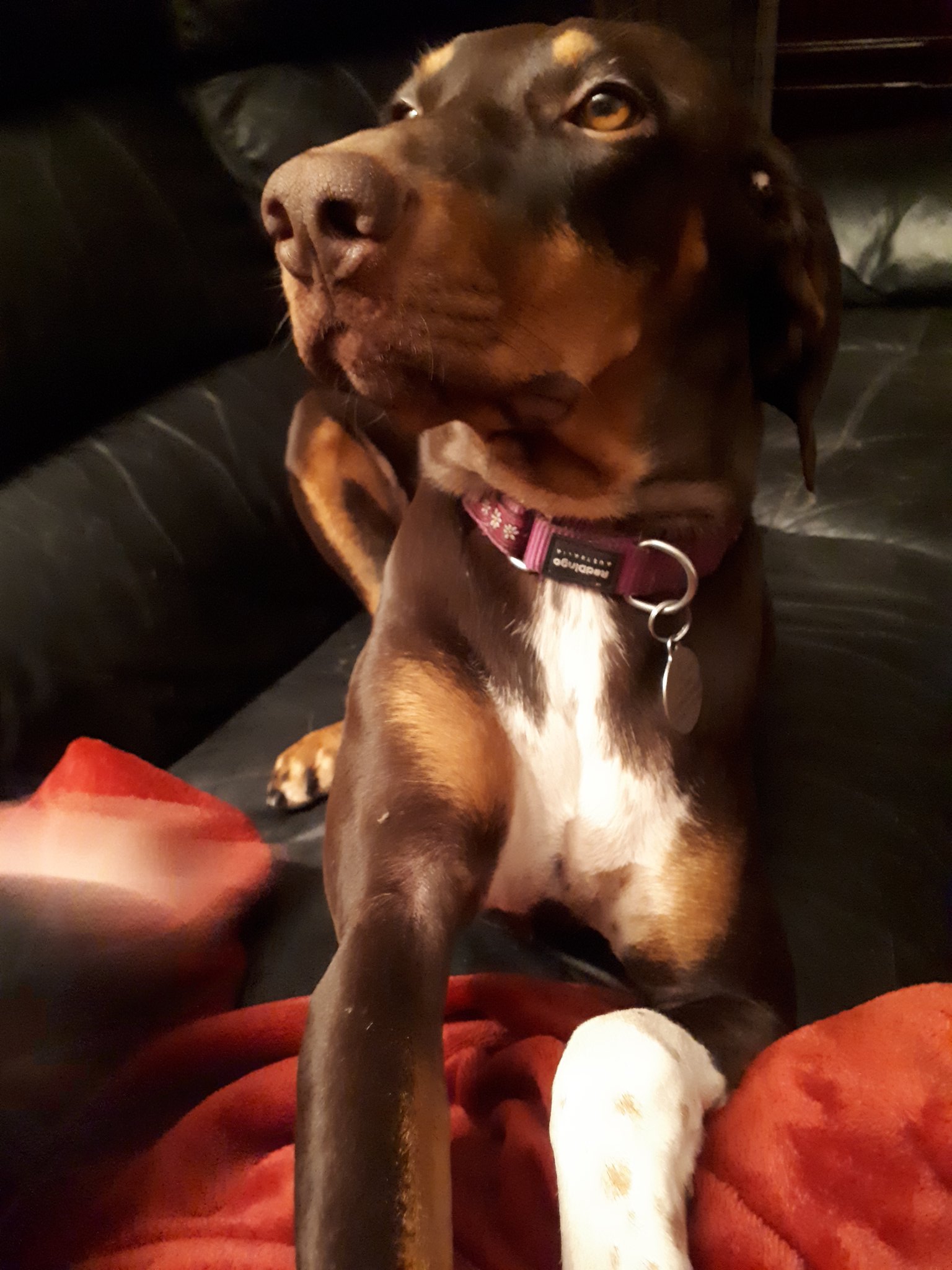 Transylvanian Hound Mix