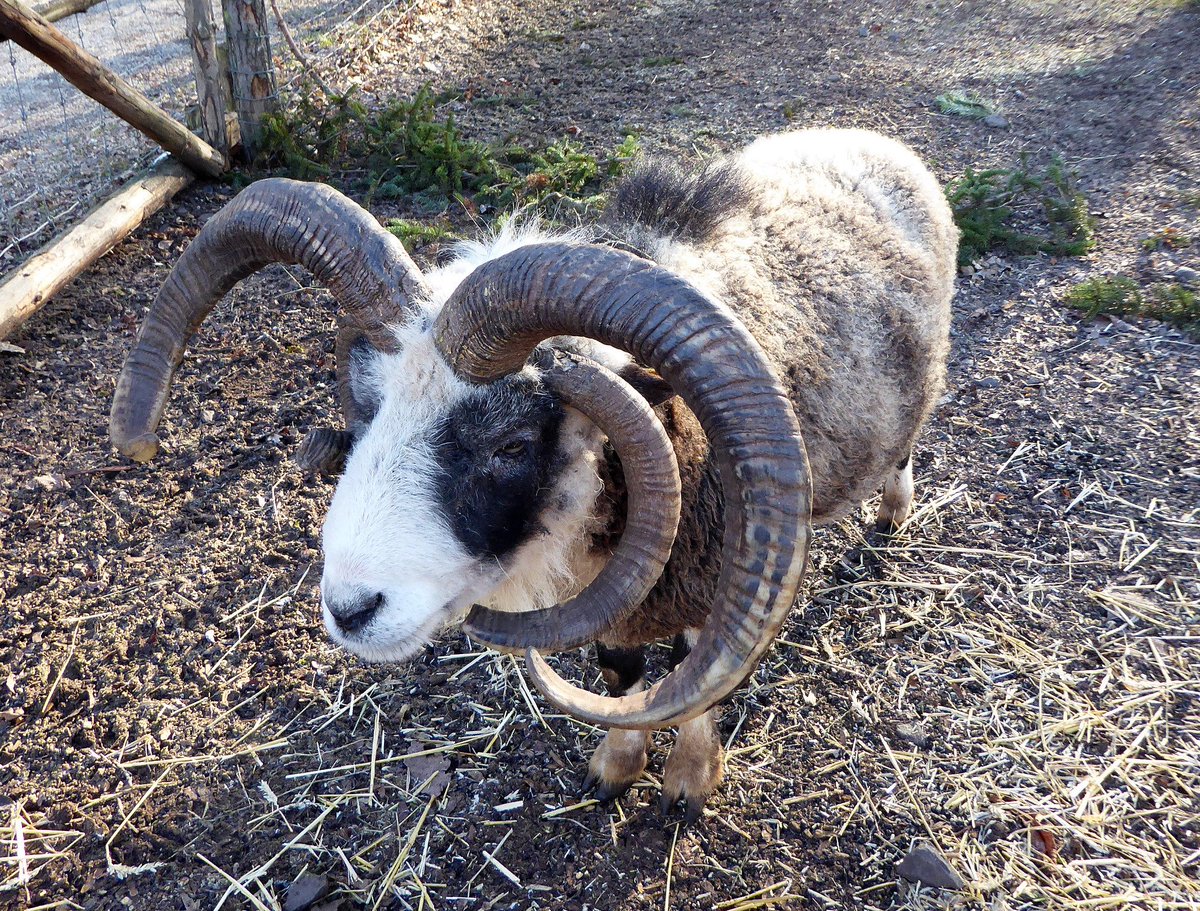 _ORMUZ_'s tweet photo. heute haben alle die Sonne genossen
das #Vierhornschaf
das #Wisent
der kleine #Damhirsch und auch der
der junge #Geier https://t.co/miPqT7dlg8