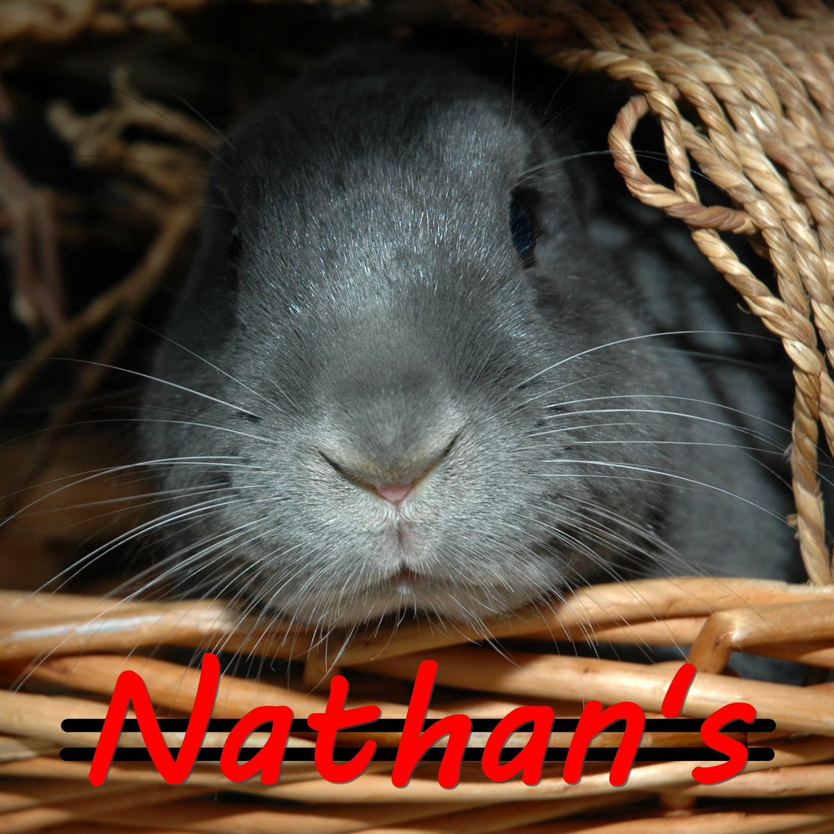 NaturalNathan's tweet photo. https://t.co/wXVmQBy6pA Nathan's Natural specializes in high quality dried rabbit droppings. Our low-cost options are conveniently packaged for your indoor herb garden &amp; potted house plants! Our mini-cartons are made in USA from 100% recycled material #gardening #organic #natural https://t.co/0SuTp0qHgs
